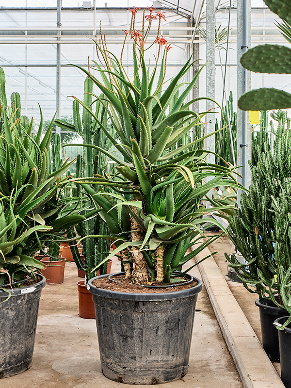 Алоэ "Red Safari" 70/195 (Nieuwkoop Europe) 40787 - фото 101825