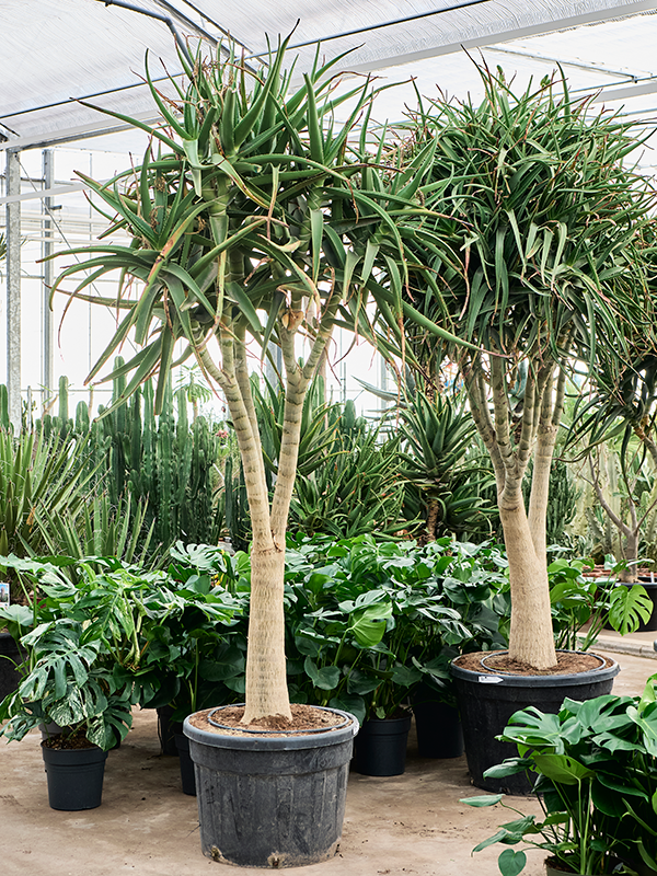 Алоэ тонгаенсис "Medusa" 75/300 (Nieuwkoop Europe) 40789 - фото 101827