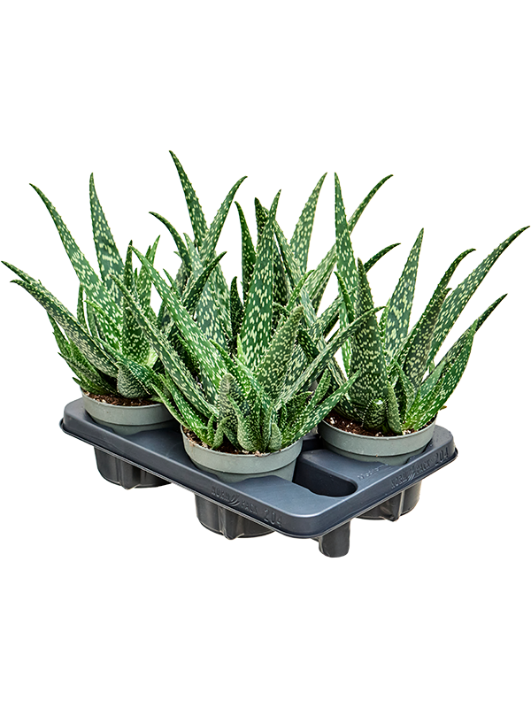 Алоэ "Tropical" 14/40 (Nieuwkoop Europe) 40790 - фото 101828