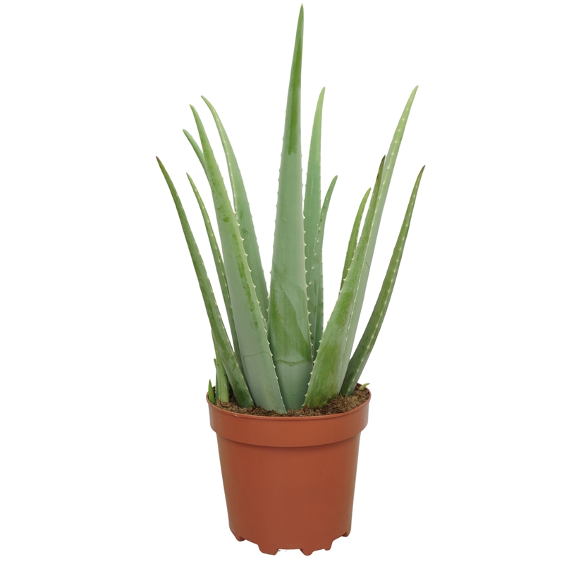 Алоэ настоящее (алоэ вера) 25/65 (Nieuwkoop Europe) 40791 - фото 101829