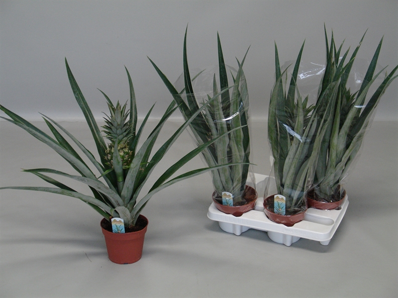 Ананас "Champaca" 14/50 (Nieuwkoop Europe) 40795 - фото 101833