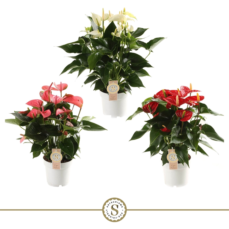 Антуриум Андре (андрианум) микс 3 цвета 14/50 (Nieuwkoop Europe) 40796 - фото 101834