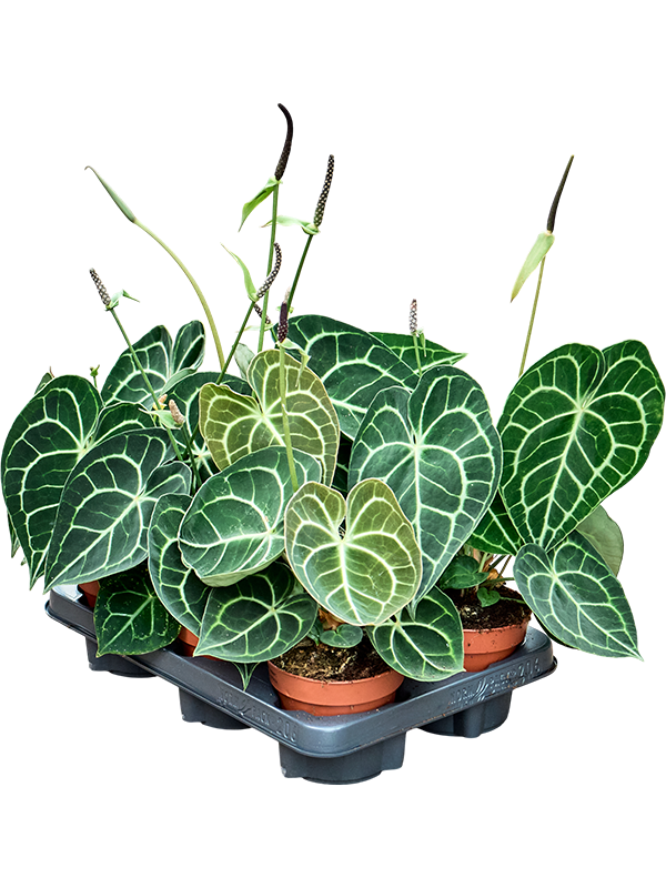 Антуриум хрустальный (кристаллинум) 12/30 (Nieuwkoop Europe) 40804 - фото 101842