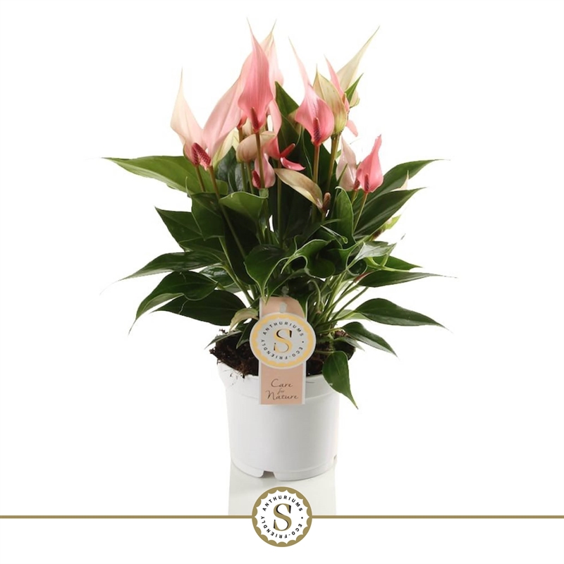 Антуриум "Lilli" 12/40 (Nieuwkoop Europe) 40808 - фото 101846