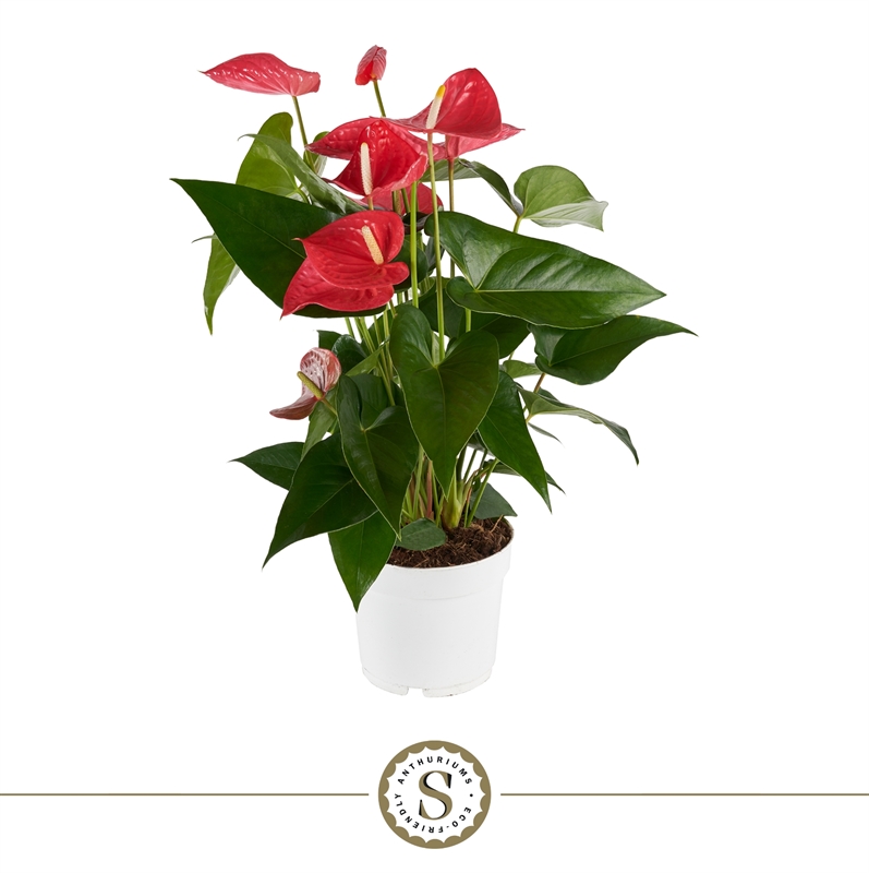 Антуриум "Maine" розовый 17/55 (Nieuwkoop Europe) 40814 - фото 101852