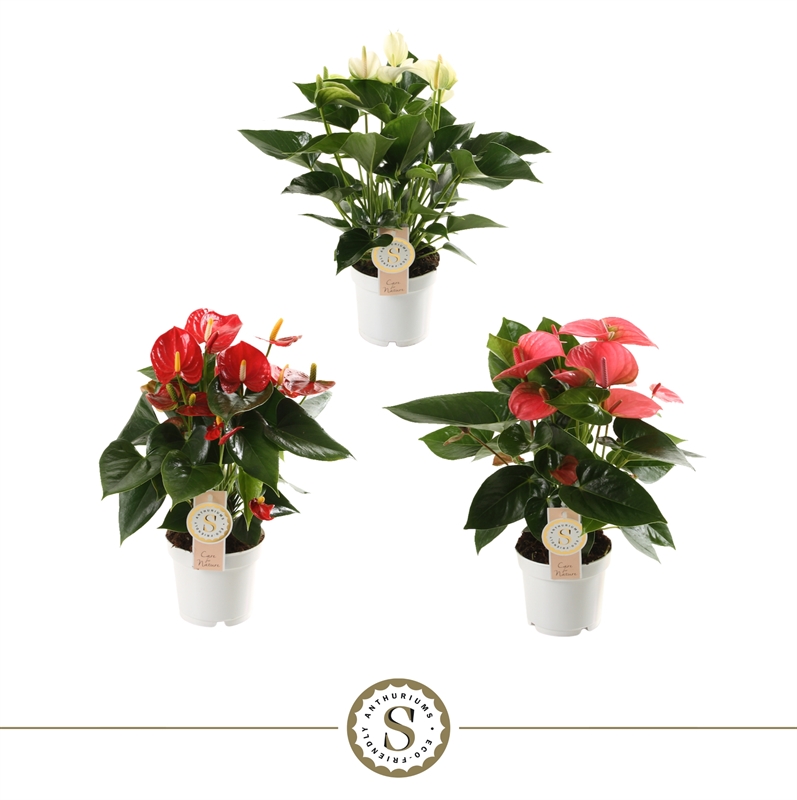 Антуриум микс 3 цвета 12/40 (Nieuwkoop Europe) 40823 - фото 101861