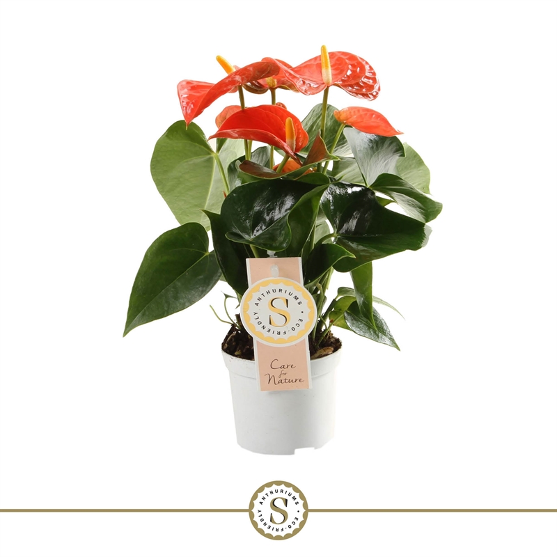 Антуриум "Orange Champion" оранжевый 12/40 (Nieuwkoop Europe) 40834 - фото 101872