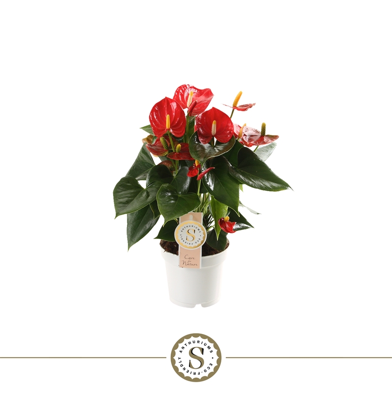 Антуриум "Red Champion" красный 12/40 (Nieuwkoop Europe) 40844 - фото 101882