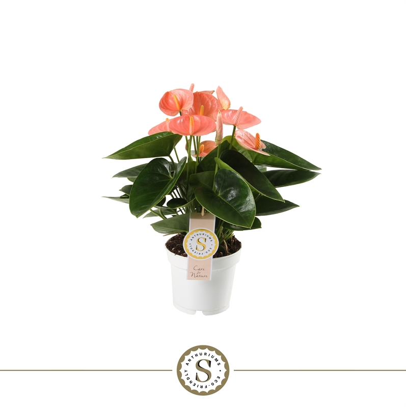 Антуриум "Spirit" оранжевый 12/40 (Nieuwkoop Europe) 40847 - фото 101885