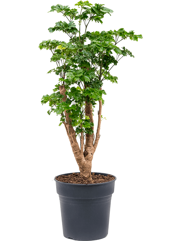 Аралия (полисциас) "Roble" 24/90 (Nieuwkoop Europe) 40851 - фото 101889