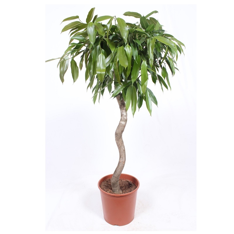 Фикус Амстель Кинг спираль 32/160 (GL) 40852 - фото 101892