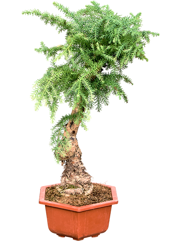Араукария Каннингема бонсай 30/75 (Nieuwkoop Europe) 40853 - фото 101894