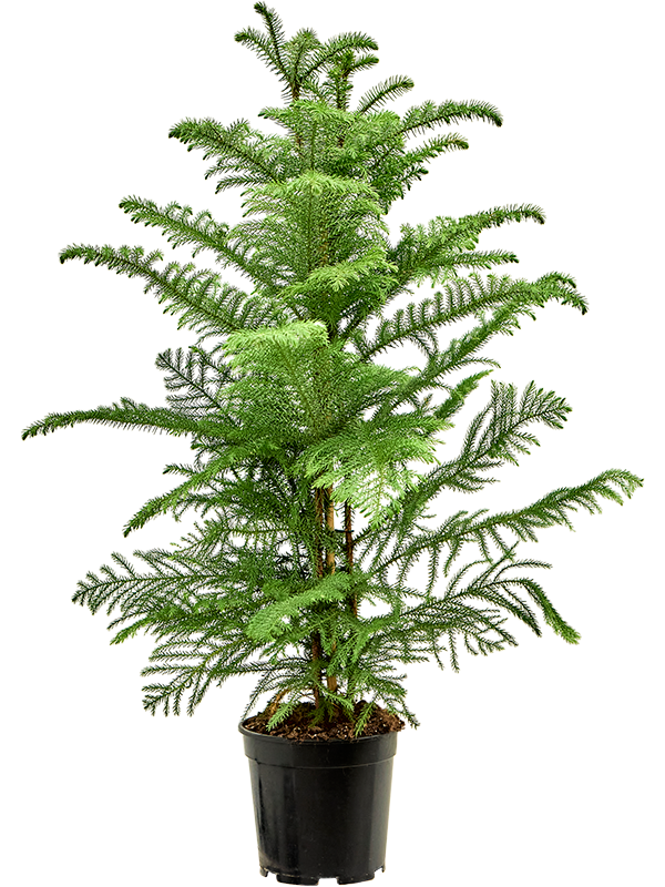 Араукария разнолистная (гетерофилла) 21/100 (Nieuwkoop Europe) 40857 - фото 101898