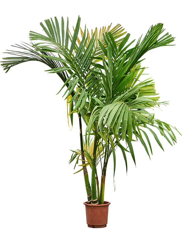 Арека катеху (бетелевая пальма) 5 стволов 30/220 (Nieuwkoop Europe) 40862 - фото 101903