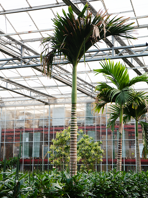 Арека катеху (бетелевая пальма) "Dwarf" 88/575 (Nieuwkoop Europe) 40863 - фото 101904