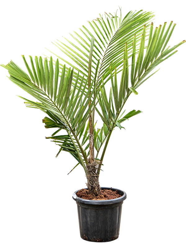 Аренга Энглера 40/180 (Nieuwkoop Europe) 40864 - фото 101905