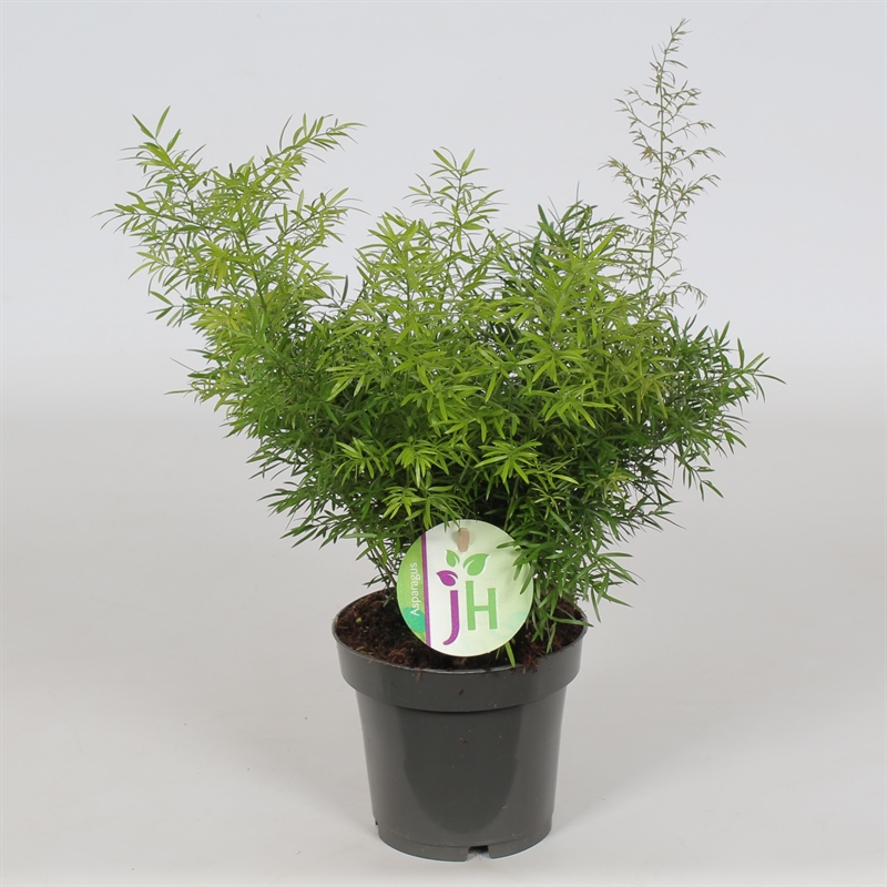 Аспарагус денсифлорус (спаржа густоцветковая) "Cwebe" 12/30 (Nieuwkoop Europe) 40865 - фото 101906