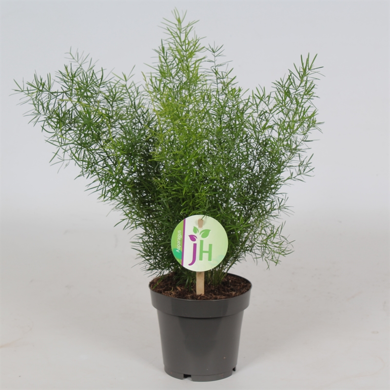 Аспарагус денсифлорус (спаржа густоцветковая) "Sprengeri" 12/35 (Nieuwkoop Europe) 40868 - фото 101909