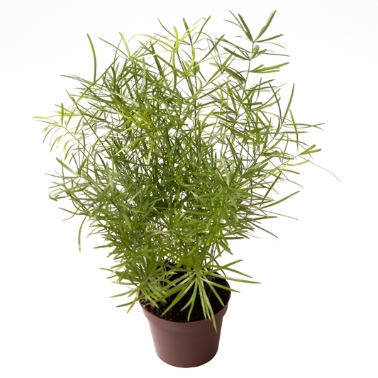 Аспарагус Шпренгера (спаржа густоцветковая) 6/15 (Nieuwkoop Europe) 40873 - фото 101914