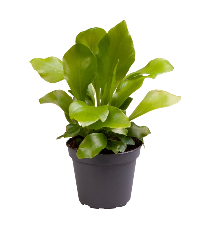 Асплениум нидус (костенец гнездовой) (Nieuwkoop Europe) 40879 - фото 101920