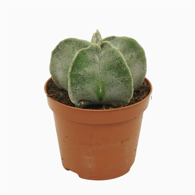 Астрофитум многорыльцевый (астрофитум мириостигма) 8/12 (Nieuwkoop Europe) 40882 - фото 101923