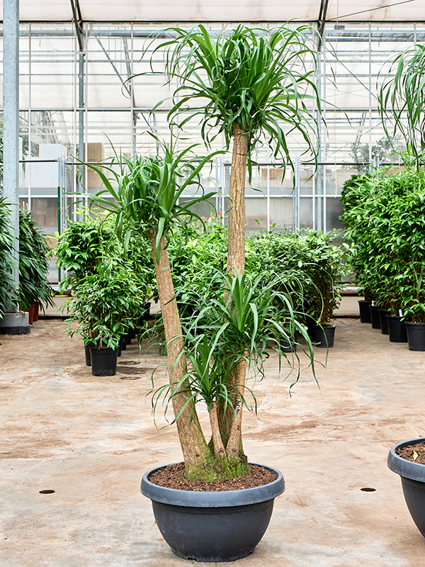 Нолина рекурвата (бокарнея отогнутая) (Nieuwkoop Europe) 40893 - фото 101934