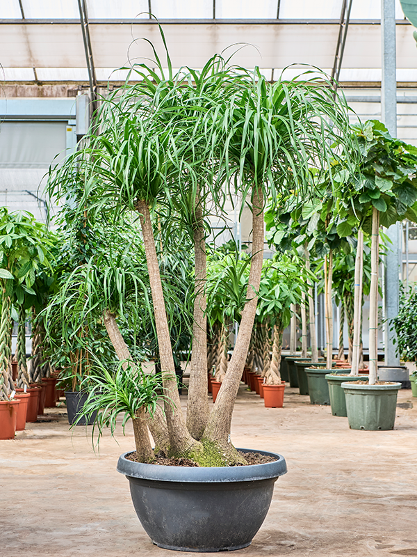 Нолина рекурвата (бокарнея отогнутая) 60/200 (Nieuwkoop Europe) 40894 - фото 101935