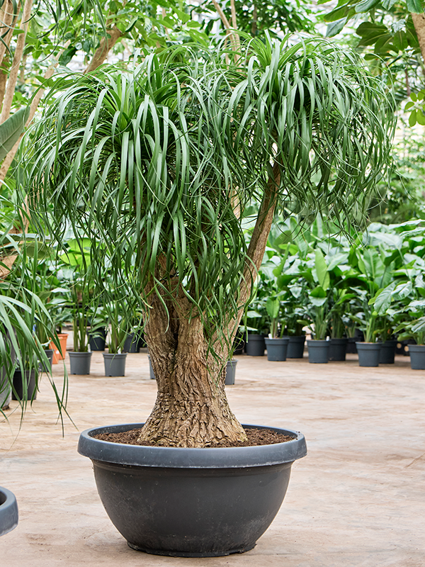 Нолина рекурвата (бокарнея отогнутая) 100/180 (Nieuwkoop Europe) 40895 - фото 101936