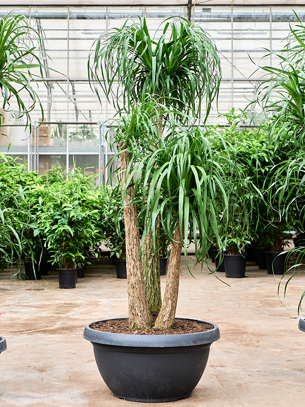 Нолина рекурвата (бокарнея отогнутая) 70/210 (Nieuwkoop Europe) 40896 - фото 101937