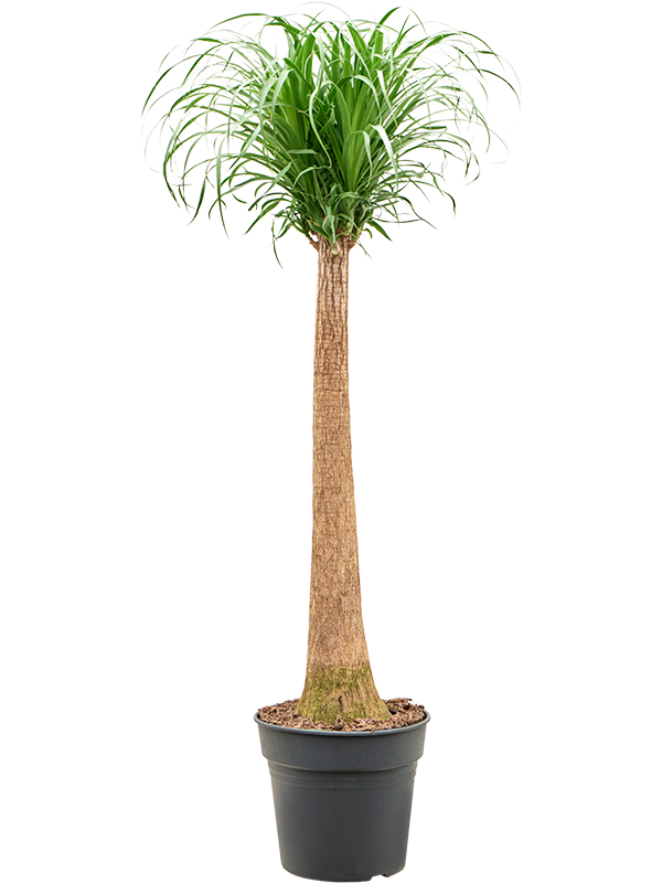 Нолина рекурвата (бокарнея отогнутая) 30/130 (Nieuwkoop Europe) 40899 - фото 101940