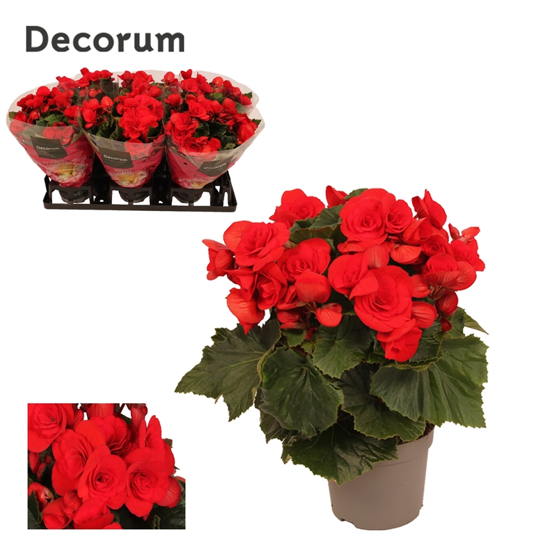 Бегония "Baladin" красная 13/32 (Nieuwkoop Europe) 40904 - фото 101945