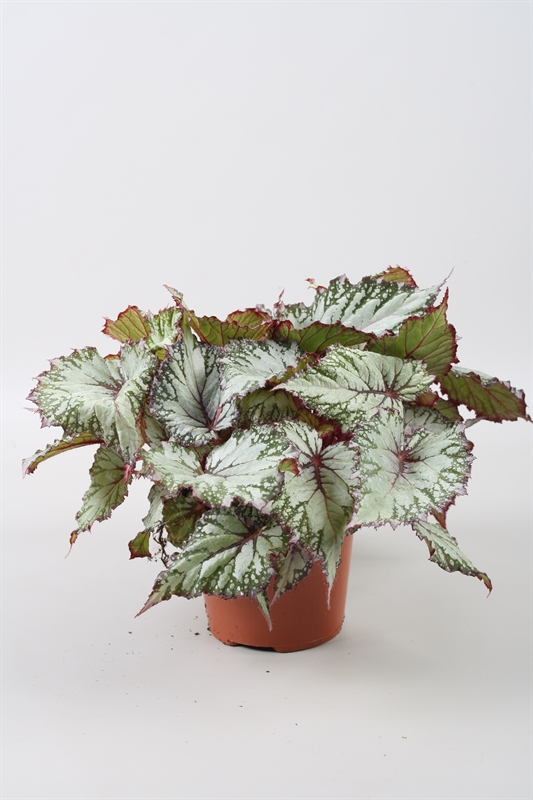 Бегония "Beleaf Asian Tundra" 12/22 (Nieuwkoop Europe) 40910 - фото 101951