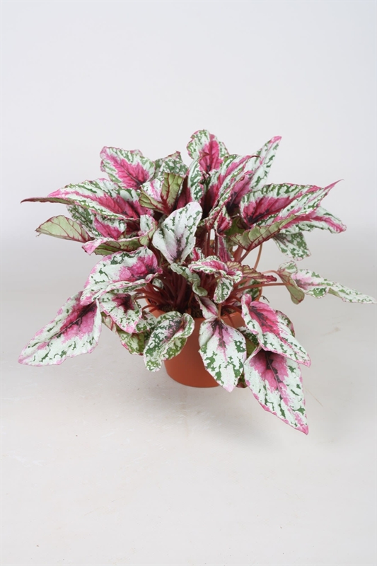 Бегония "Beleaf Maui Sunset" 12/22 (Nieuwkoop Europe) 40923 - фото 101964