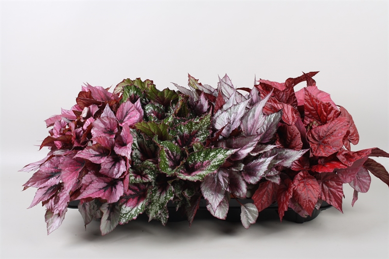 Бегония "Beleaf" микс 12/22 (Nieuwkoop Europe) 40925 - фото 101966