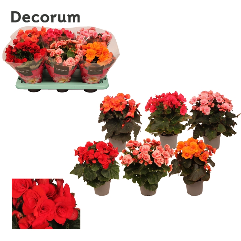 Бегония высокая (бегония элатиор) микс 13/30 (Nieuwkoop Europe) 40929 - фото 101970