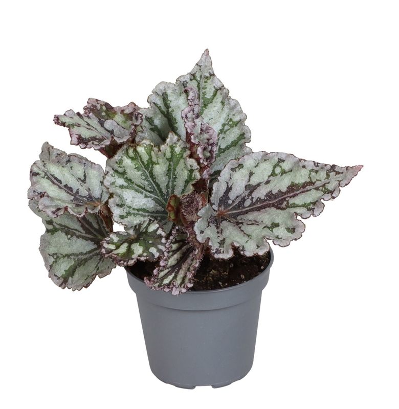 Бегония королевская (бегония рекс) "Spirit Of Sumatra" 6/15 (Nieuwkoop Europe) 40956 - фото 101997