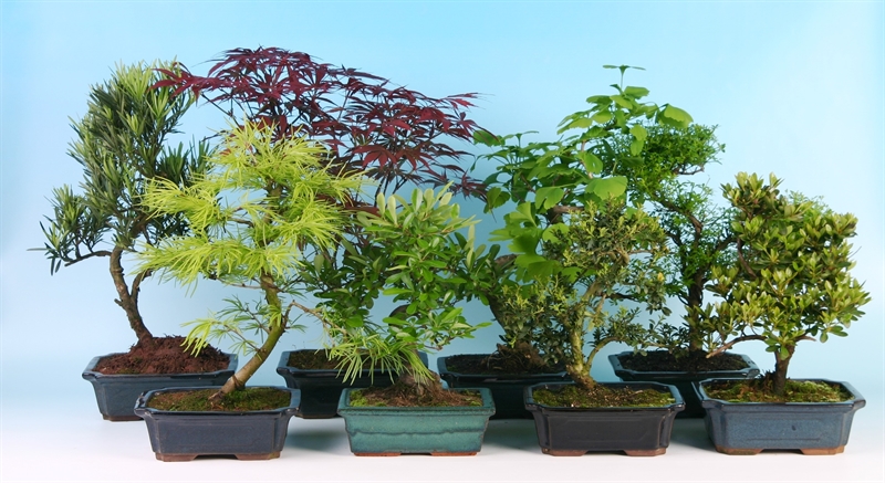 Бонсай микс 20/35 (Nieuwkoop Europe) 40963 - фото 102008