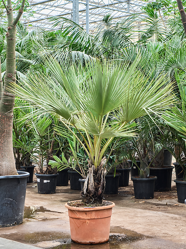 Брахея вооруженная (брахея армата) 50/180 (Nieuwkoop Europe) 40966 - фото 102011