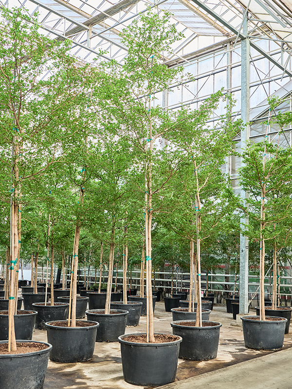 Терминалия (буцида буцерас) "Shady Lady" 85/475 (Nieuwkoop Europe) 40983 - фото 102028