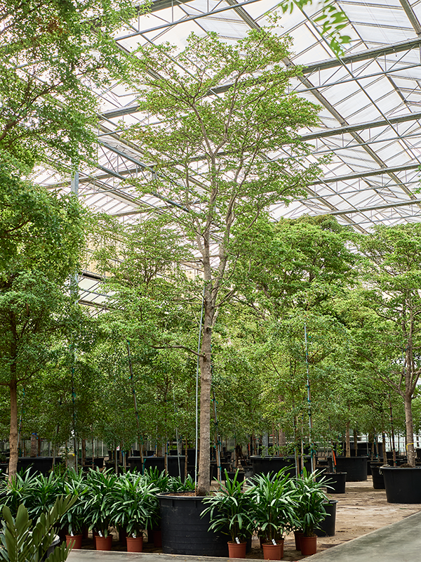 Терминалия (буцида буцерас) "Shady Lady" 140/625 (Nieuwkoop Europe) 40984 - фото 102029