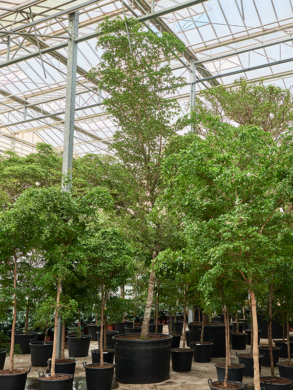 Терминалия (буцида буцерас) "Shady Lady" 120/650 (Nieuwkoop Europe) 40985 - фото 102030