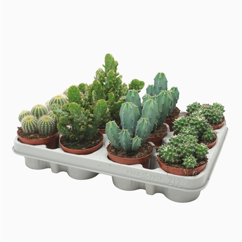 Кактус микс 8/12 (Nieuwkoop Europe), 41017 41017 - фото 102062