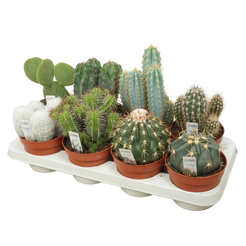 Кактус микс 13/15 (Nieuwkoop Europe) 41025 - фото 102070