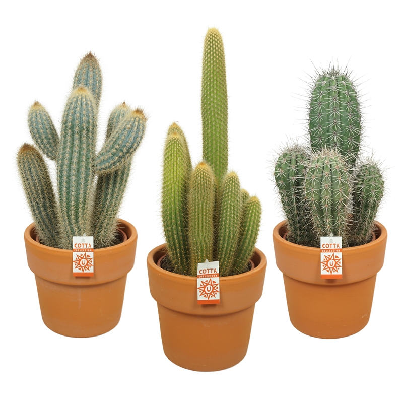 Кактус микс 21/60 (Nieuwkoop Europe) 41029 - фото 102074