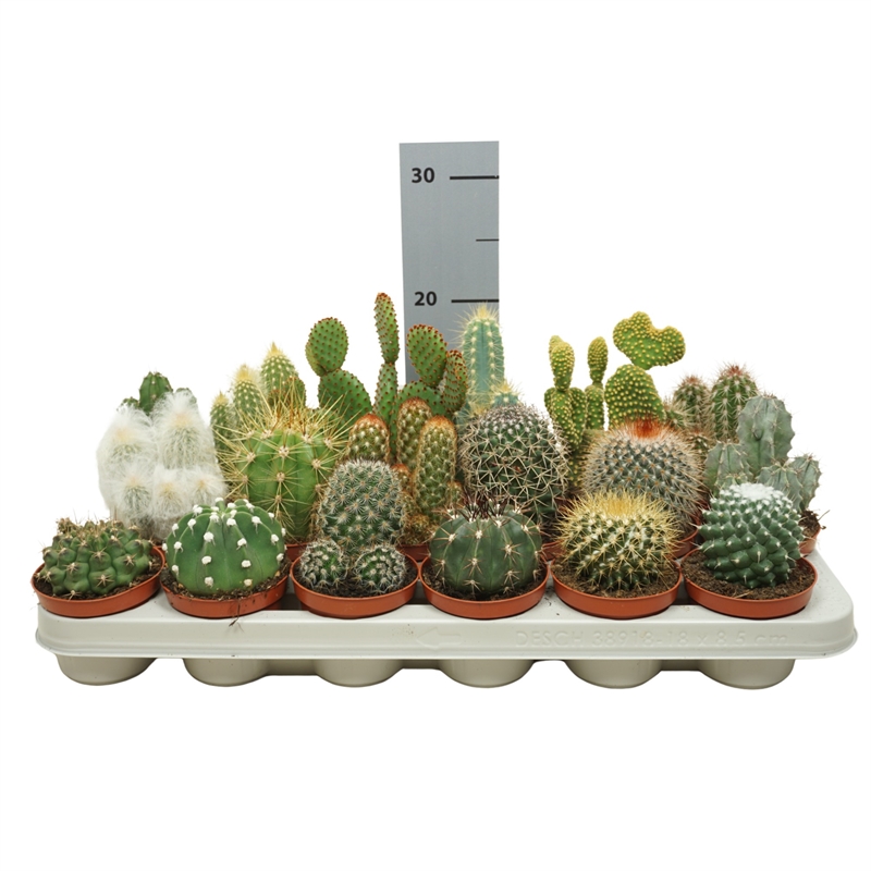 Кактус микс 8/12 (Nieuwkoop Europe) 41033 - фото 102078