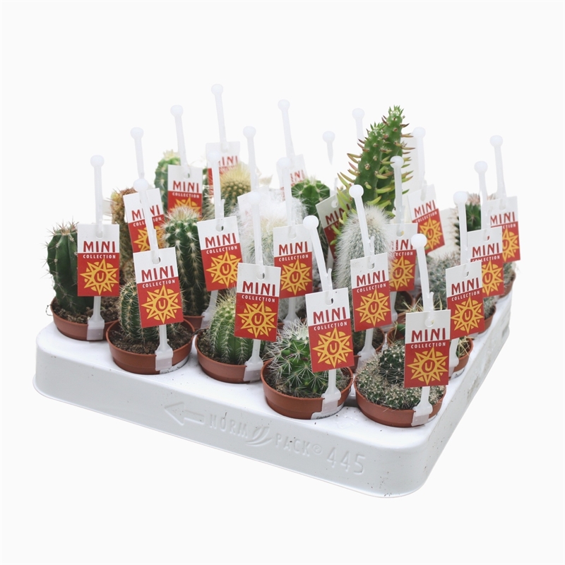 Кактус микс 5/8 (Nieuwkoop Europe), 41043 41043 - фото 102088