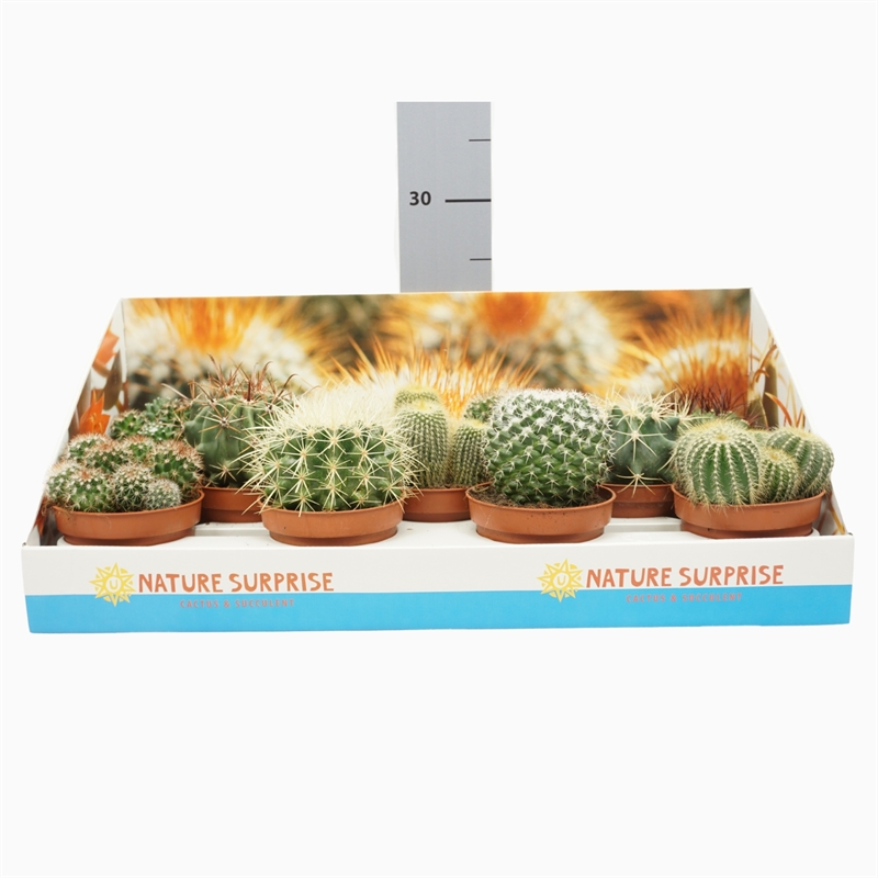 Кактус микс шар (Nieuwkoop Europe) 41051 - фото 102096