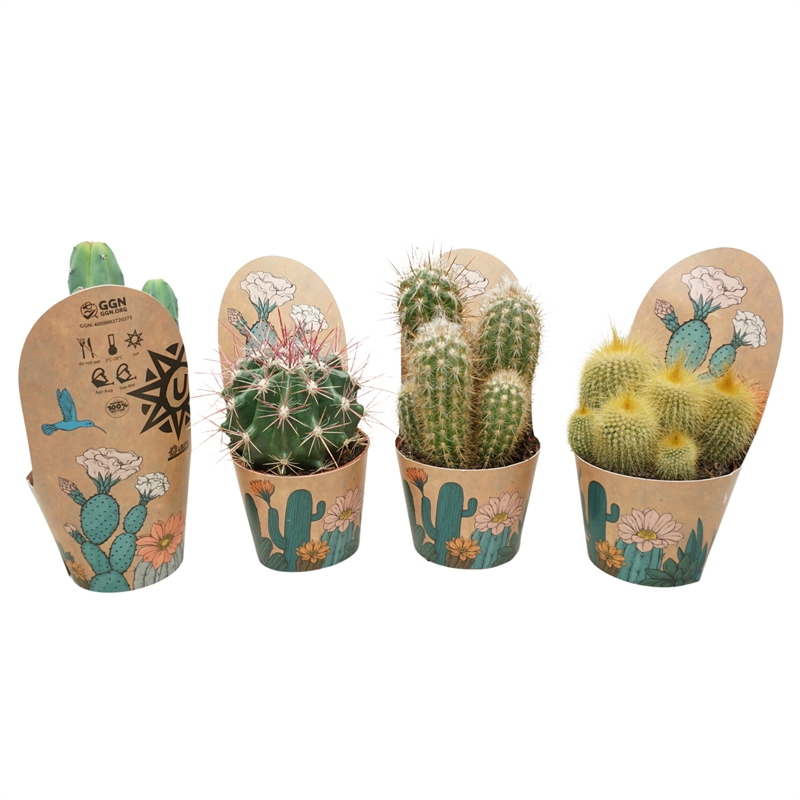 Кактус микс 10/15 (Nieuwkoop Europe), 41064 41064 - фото 102109