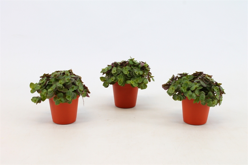 Каллизия "Turtle" 5/10 (Nieuwkoop Europe) 41109 - фото 102327