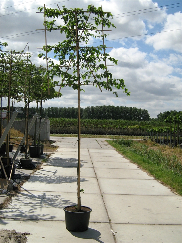 Граб обыкновенный (граб кавказский) 40/350 (Nieuwkoop Europe) 41134 - фото 102352